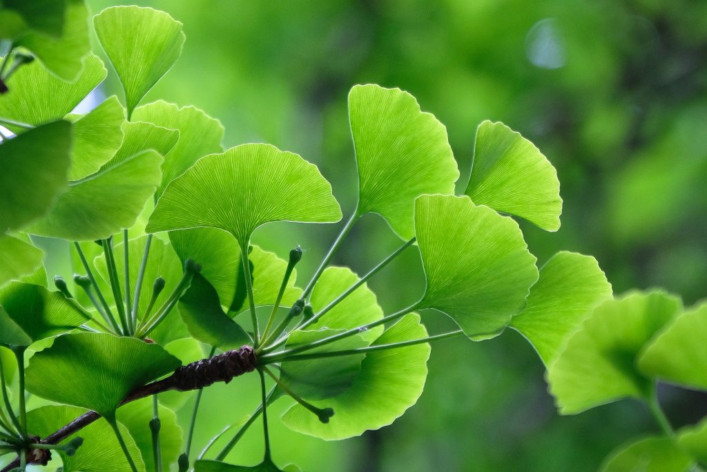 Ginkgo biloba