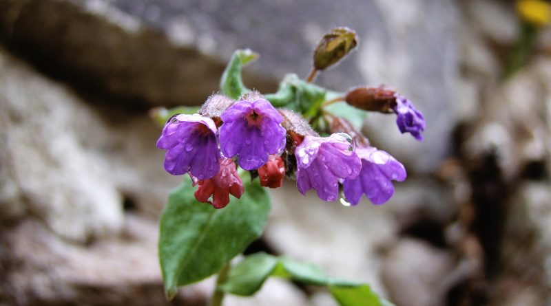 Pulmonaire officinale