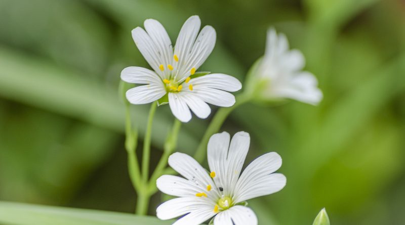 Stellaire holostée