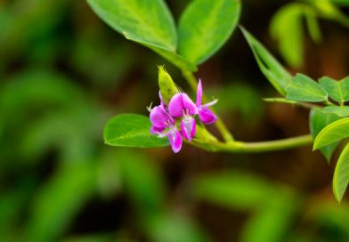 desmodium