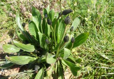 plaintain