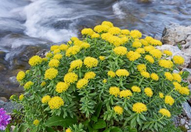 rhodiola